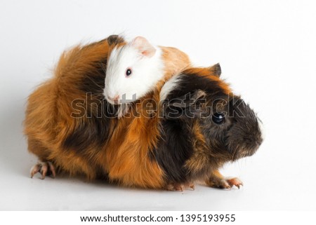 Guinea pig mom with pup isolated on white background