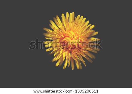 Yellow dandelion, this is herb. Macro photo small flowers.