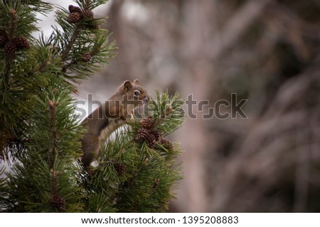 A lone squirrel climbs a pine tree in search of food to eat