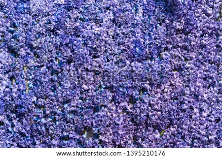 blue and lilac hyacinth flowers as a natural background or texture