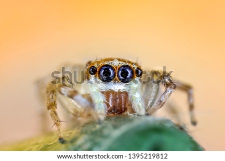 Tiny small jumping spider with colorful background from high magnification macro photography 