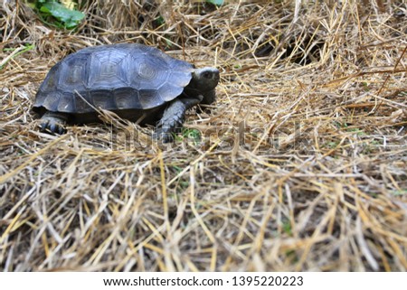 The Asian forest tortoise (Manouria emys), also known as the Asian brown tortoise 