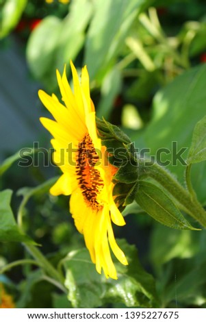 Side view of a beautiful yellow sunflower 