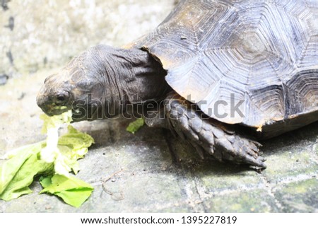  Asian forest tortoise (Manouria emys) when eating vegetable for their delicious breakfast