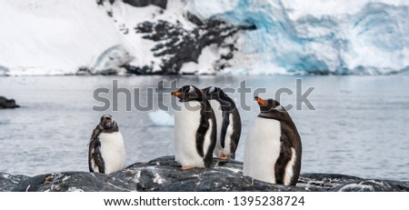 Penguins in Antarctica. South Pole