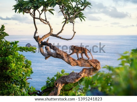 Monkey on the tree. Animals in the wild. Landscape during sunset. Kelingking beach, Nusa Penida, Bali, Indonesia. Travel - image Royalty-Free Stock Photo #1395241823