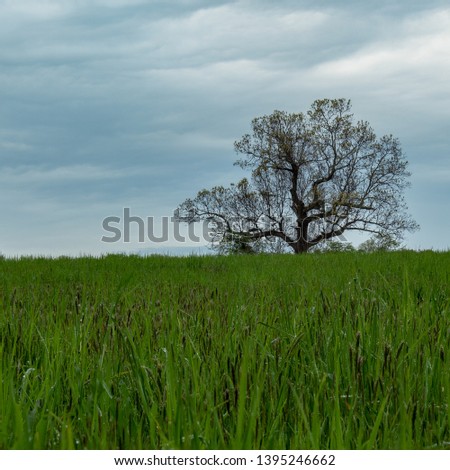 Beautiful focus stacked image of a lonely tree in a field of grass