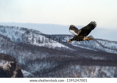 Steller's sea eagle flying in front of winter mountains scenery in Hokkaido, Bird silhouette. Beautiful nature scenery in winter. Mountain covered by snow, glacier, birding in Asia, wallpaper,Japan