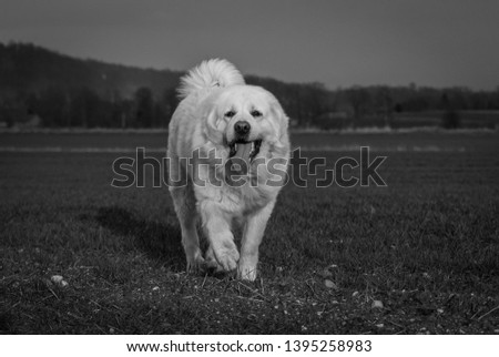 The Tatra Sheepdog on the meadow, black and white photo