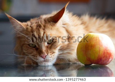 pensive red mainecoon cat lying on a glass table near an big apple