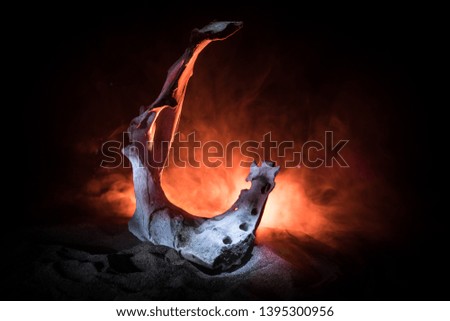 Animal bone in dark Halloween night with fog and light on background / Selective focus and space for text. Abstract horror concept