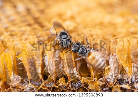 Closeup bees on the honeycomb.Dangerous insect and poisonous animal in the nature.Beware bee insect bites.Natural wide life and poultry animal concept.
