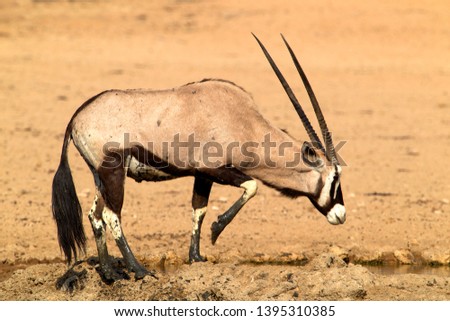 Gemsbok (Oryx gazella),  Kgalagadi Transfrontier Park, Kalahari desert, South Africa.