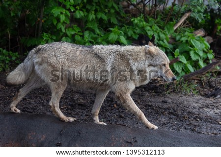 Wolf in the Moscow Zoo