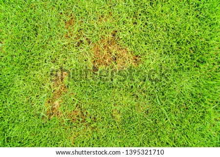 Pests and disease cause amount of damage to green lawns, lawn in bad condition and need maintaining.