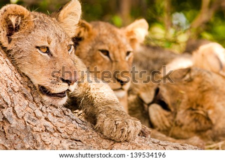 Lion cub with pride Royalty-Free Stock Photo #139534196
