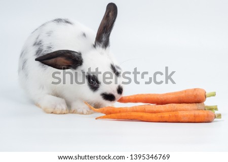 White baby rabbit eating baby carrot on white background. Lovely baby rabbit ,white body and black spot on eye ear and nose.