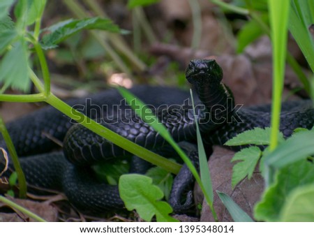 A poisonous Viper in the Bush threatens to kill all living things.