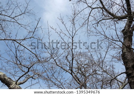 Dead twigs with sun lighting.on blue sky background
