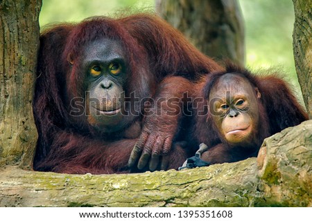 The orangutans (also spelled orang-utan, orangutang, or orang-utang) are three extant species of great apes native to Indonesia and Malaysia.  Royalty-Free Stock Photo #1395351608
