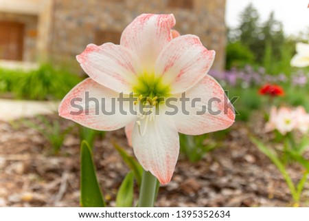 Star lily flower tropical plant blooming in the garden or Pink and White lily Hippeastrum reticulatum Amaryllidaceae