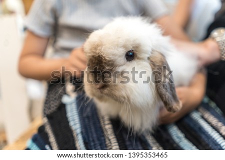 Close up white baby rabbits 3 month old isolated on a coffee cafe background for children to feed animals. Short hair adorable baby rabbit, Beautiful easter bunny rabbit use for easter holiday concept