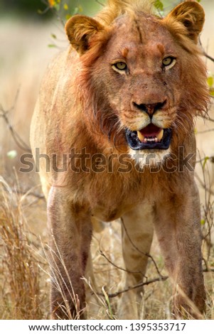 African lion (Panthera leo) - young male, Kruger National Park, South Africa.