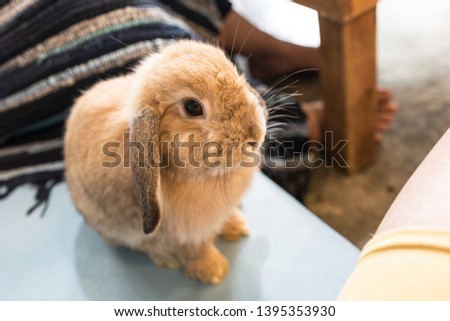 Close up gray baby rabbits 3 month old isolated on a coffee cafe background for children to feed animals. Short hair adorable baby rabbit, Beautiful easter bunny rabbit use for easter holiday concept