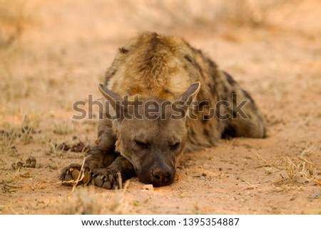 Spotted hyaena (Crocuta crocuta), Kgalagadi Transfrontier Park, Kalahari desert, South Africa.