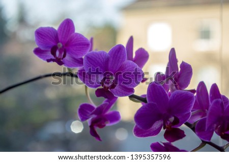 Beautiful purple orchid group of flowers in bloom, indoor phalaenopsis, ornamental plant on one stem