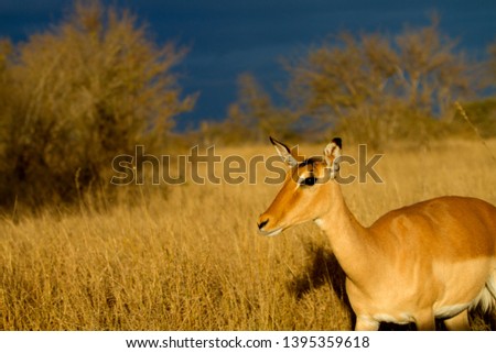 Impala (Aepyceros melampus) - Female, Kruger National Park, South Africa.