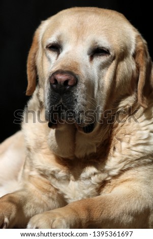 Portrait Of Beautiful Labrador Retriever