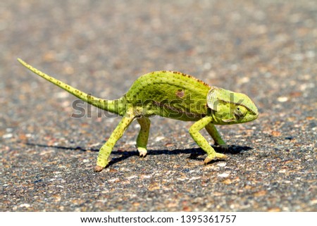 Common Chameleon (Chamaeleo chamaeleon), on the road, Kruger National Park, South Africa.