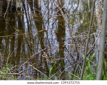 small swamp with fallen trees