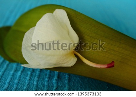 Fallen orchid blossom and leaves close up