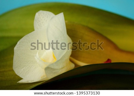 Fallen orchid blossom and leaves close up