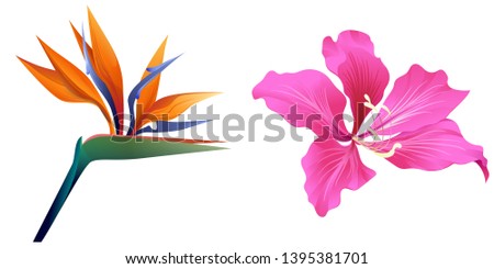 Orange Strelitzia reginae. Pink Bauhinia Purpurea. Vector illustration. Floral botanical flower. Wild leaf wildflower isolated. Exotic tropical hawaiian jungle. Isolated illustration element.