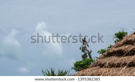 A bird of prey sits on a cut off palm and watches its area in Axim Ghana.