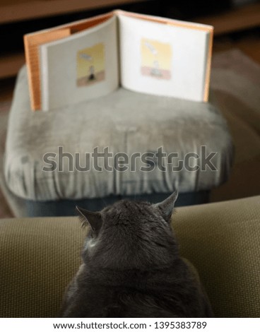 Blue british shorthair tomcat looking into a book   