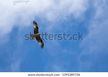 Red Kite, Milvus milvus, hovering/flying against a deep blue sky with clouds in Scotland during spring/May.