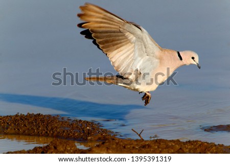 Cape turtle dove (Streptopelia capicola), in the waterhole, Kruger National Park, South Africa.
