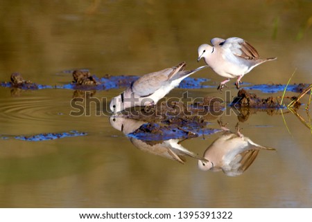 Cape turtle dove (Streptopelia capicola), in the waterhole, Kruger National Park, South Africa.