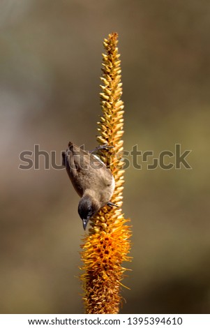 Dark-cpped bulbul (Pycnonotus tricolor), on the Skirt aloe (Aloe alooides), Kruger National Park, South Africa.