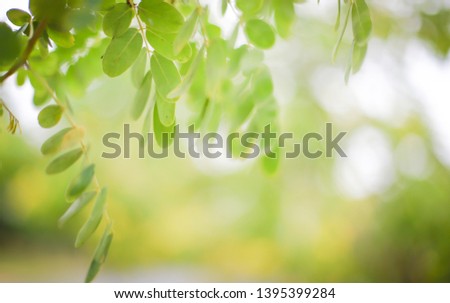 The image of leaves, bright green nature, blurred On a blurred green background in a soft light garden For use as a natural green background and used in design creativity