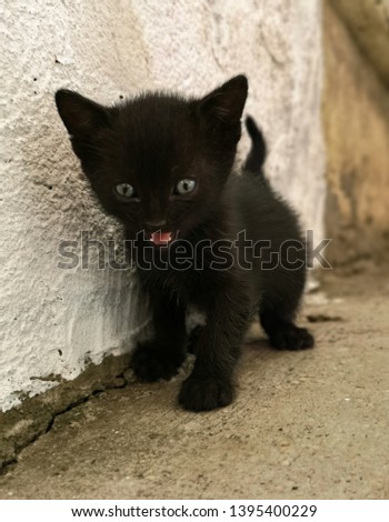 Little black cat, keeping open her mouth