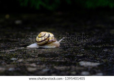 Picture of a snail in rain. Picture was taken in Czech Republic