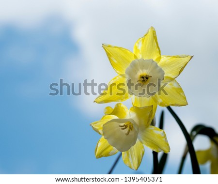 Spring daffodil yellow flower close up