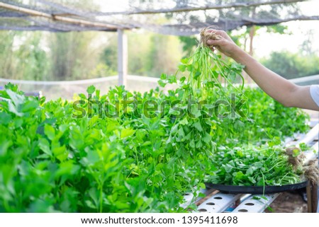 Hand of farmer holding Celery Hydroponics vegetable in famrland. Royalty-Free Stock Photo #1395411698