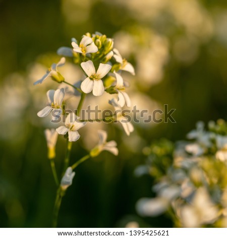 Meadow flowers. Picturesque little flowers on a green meadow. Inspirational flowers with blurred background. Meadow flowers at the golden hour. Floristic background. Wildflowers Closeup.