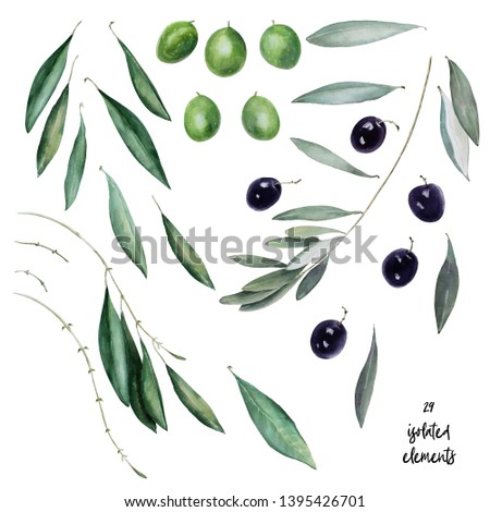 Watercolor cliparts with isolated green and black olives and leaves